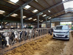 automatic cow brush